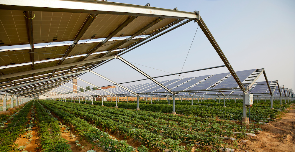 Vegetable greenhouse planted under solar photovoltaic panels