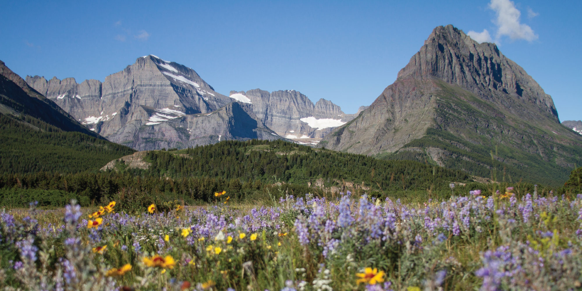 A view of Glacier National Park's wildflower meadow with mountains in the background