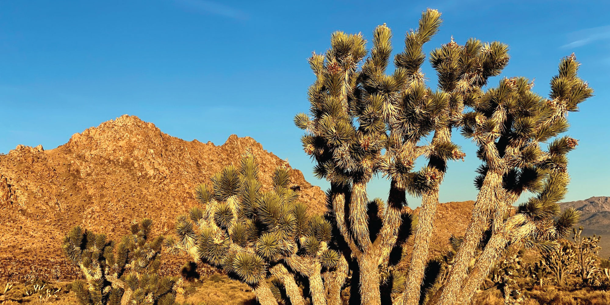 A Joshua Tree with a mountain in the background with a blue sky.