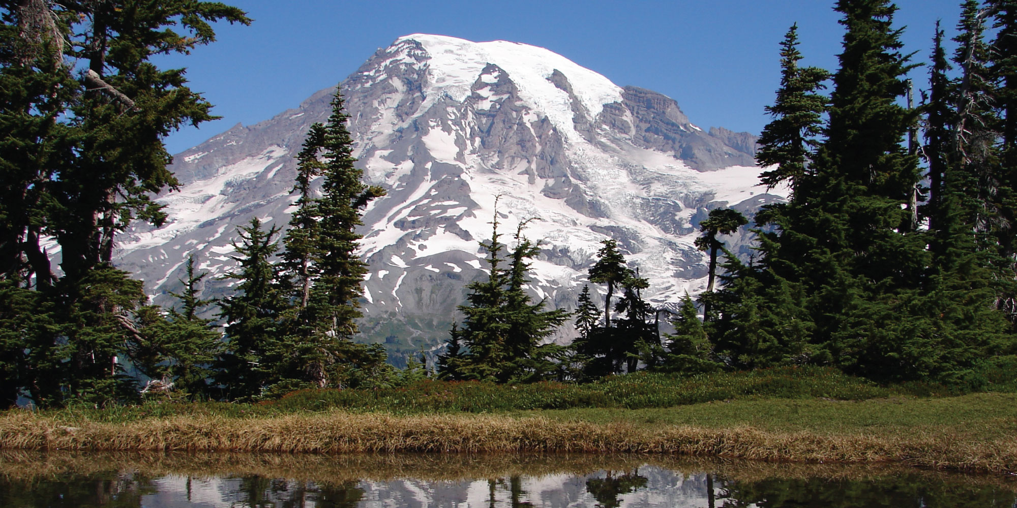 Mount Rainier's peak with evergreen trees in the foreground.